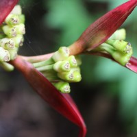 Heliconiaceae